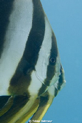 Platax teira close up. Sand Beach Hotel Jetty, Hurghada, ... by Tobias Reitmayr 